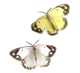 butterflies14